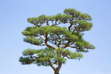 10 Japanese BLACK PINE TREE Evergreen Pinus Thunbergii Seeds